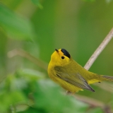 Wilson's Warbler