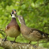 Wood Duck