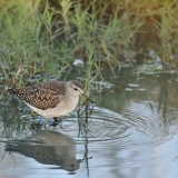 Wood Sandpiper