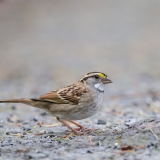 White-throated Sparrow