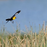 Yellow-headed Blackbird