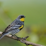 Yellow-rumped Warbler