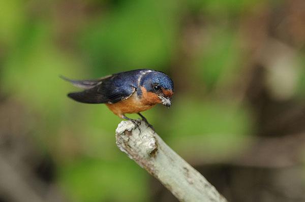 Barn Swallow