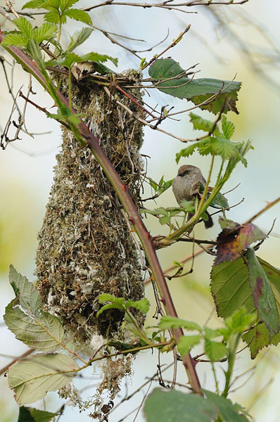 Bushtit Nest