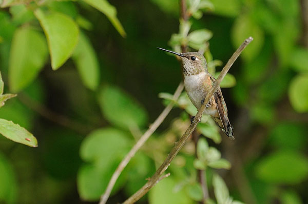 Rufous Hummingbird