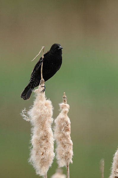 Red-winged Blackbird