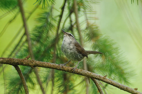 Bewick's Wren