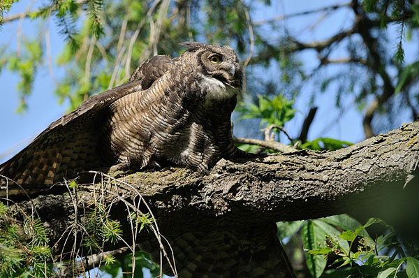 Great Horned Owl