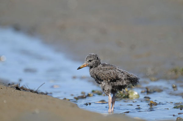 Black Oystercatcher Juvenile Black Oystercatcher Juvenile