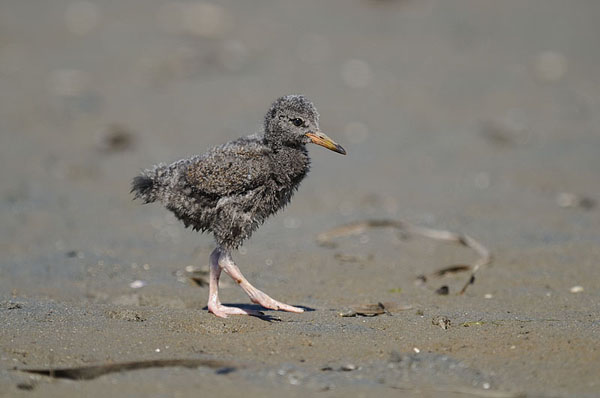 Black Oystercatcher Juvenile Black Oystercatcher Juvenile