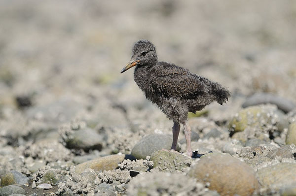 Black Oystercatcher Juvenile Black Oystercatcher Juvenile