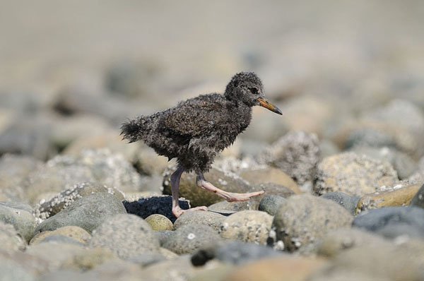 Black Oystercatcher Juvenile Black Oystercatcher Juvenile