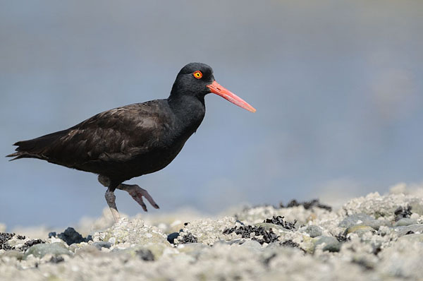 Black Oystercatcher Adult Black Oystercatcher Adult