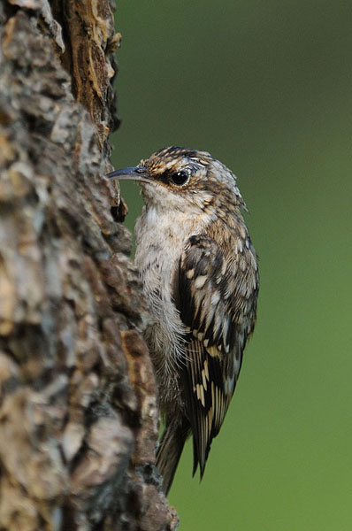 Brown Creeper
