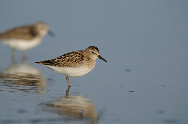 Least Sandpiper