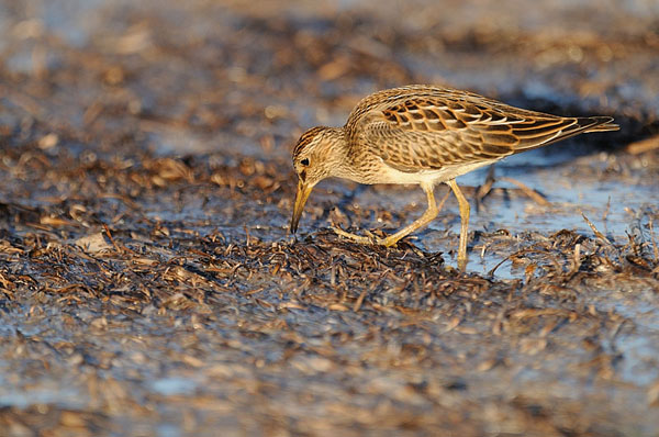 Pectoral Sandpiper