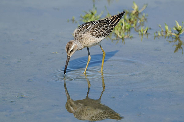 Stilt Sandpiper