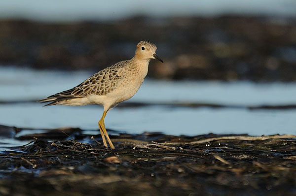 Buff-breasted Sandpiper