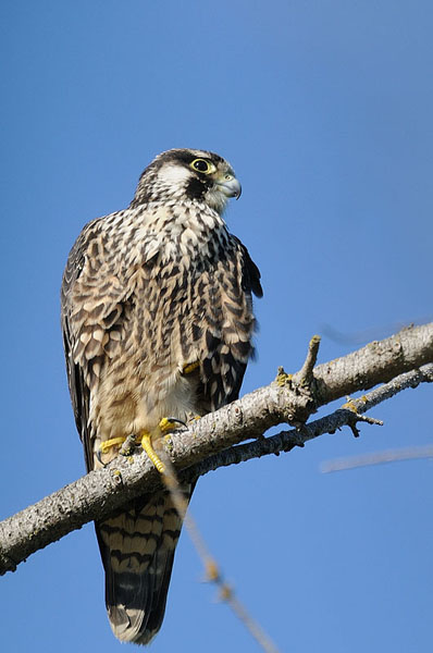 Peregrine Falcon