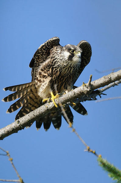 Peregrine Falcon