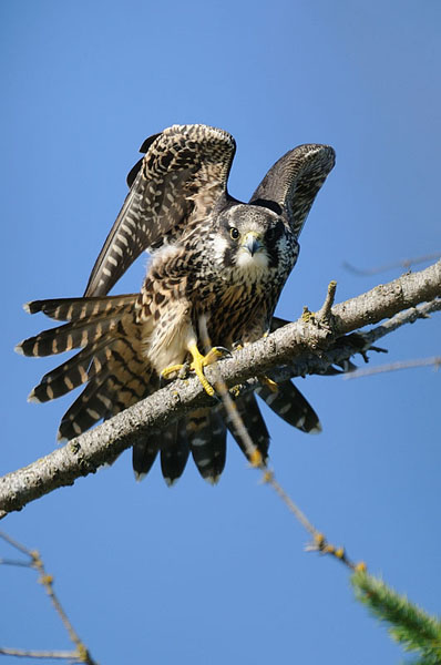 Peregrine Falcon