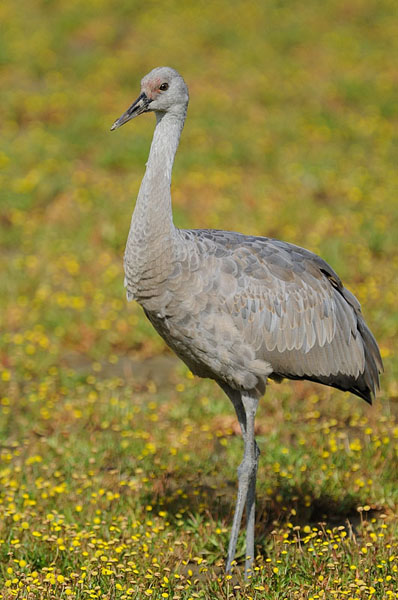 Sandhill Crane Juvenile