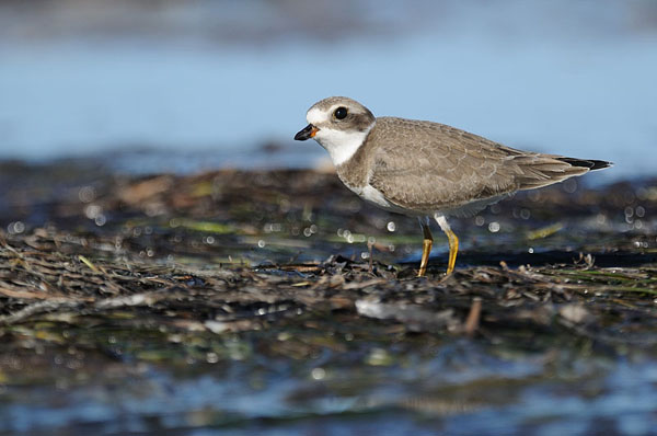 Semipalmated Plover