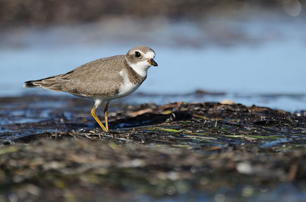 Semipalmated Plover