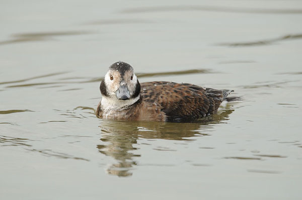Long-tailed Duck