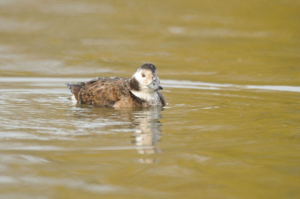 Long-tailed Duck