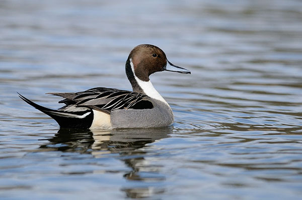 Northern Pintail