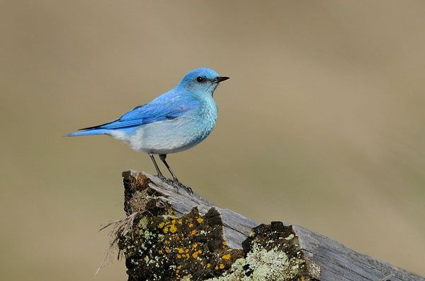 Mountain Bluebird Mountain Bluebird
