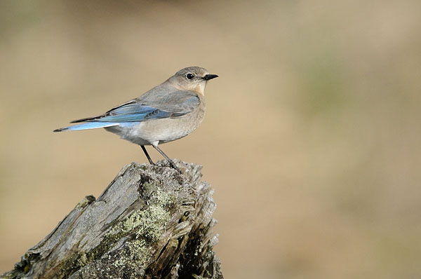 Mountain Bluebird Mountain Bluebird