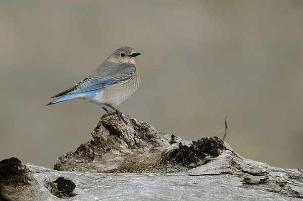 Mountain Bluebird Mountain Bluebird