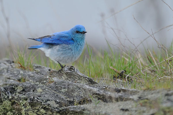 Mountain Bluebird Mountain Bluebird