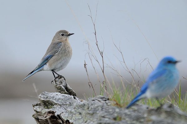 Mountain Bluebird Mountain Bluebird