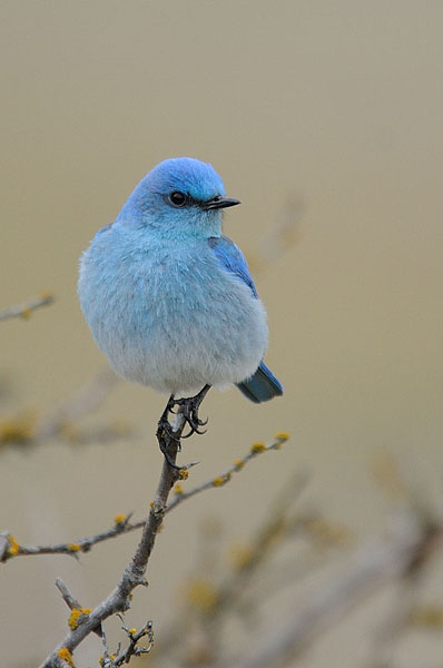 Mountain Bluebird Mountain Bluebird