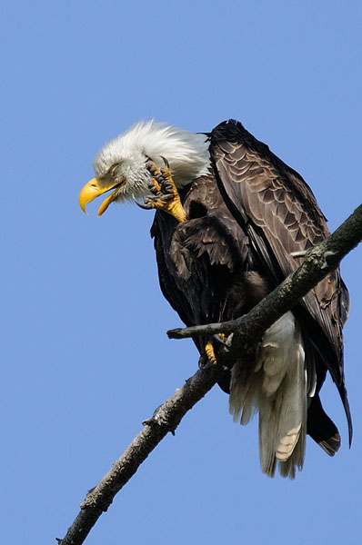 Bald Eagle