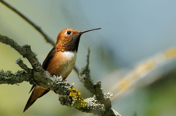 Rufous Hummingbird Rufous Hummingbird