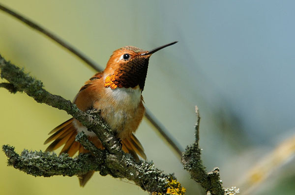 Rufous Hummingbird Rufous Hummingbird