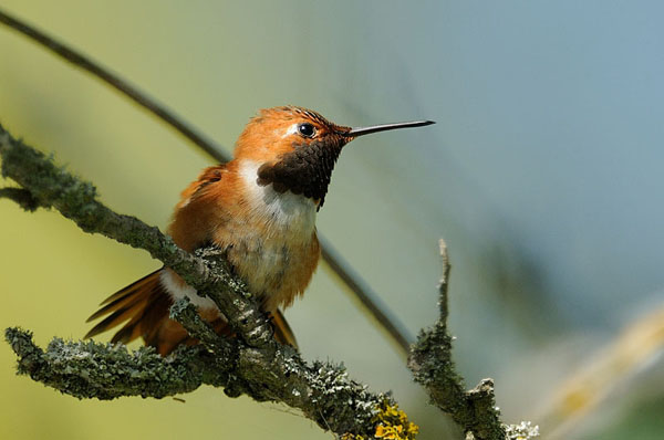 Rufous Hummingbird Rufous Hummingbird
