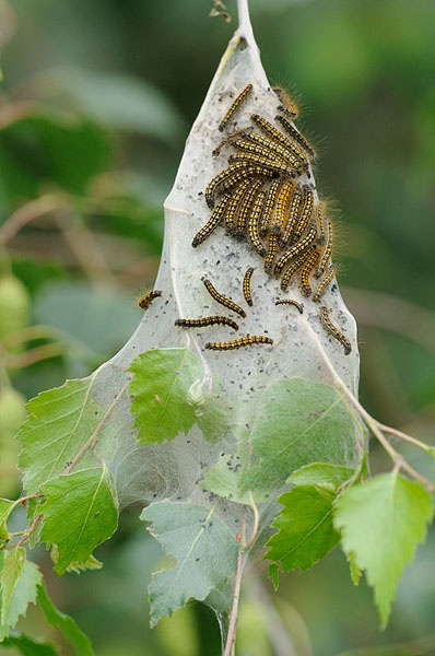 Western Tent Caterpillar Western Tent Caterpillar