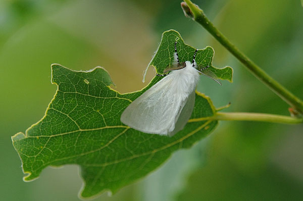 Satin Moth Satin Moth