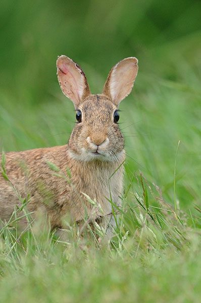 Rabbit Rabbit