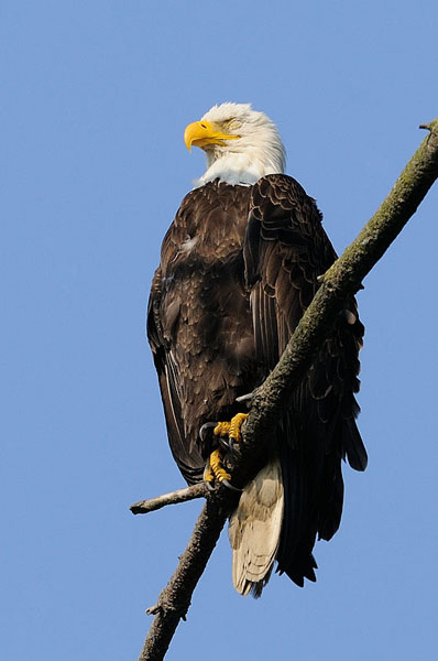 Bald Eagle