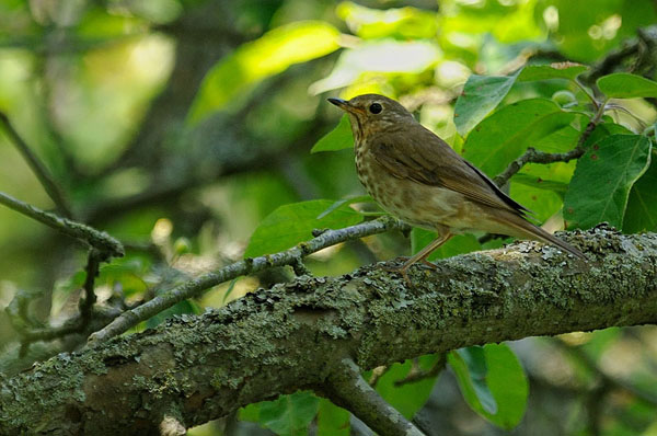 Swainson's Thrush