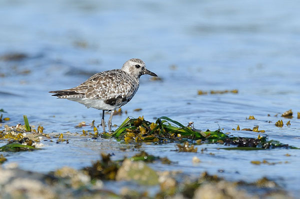 Black-bellied Plover