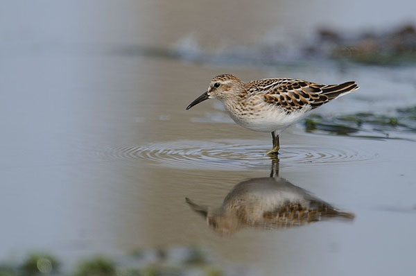 Least Sandpiper Least Sandpiper