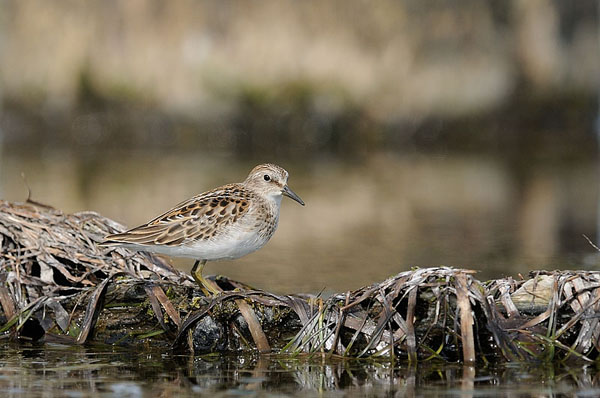 Least Sandpiper Least Sandpiper