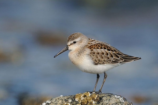 Western Sandpiper
